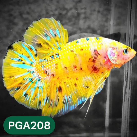 King Giant Plakat Male Betta Fish | You Pick Fish | High Grade