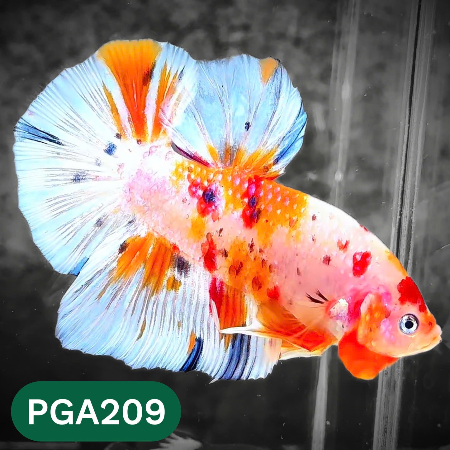 King Giant Plakat Male Betta Fish | You Pick Fish | High Grade