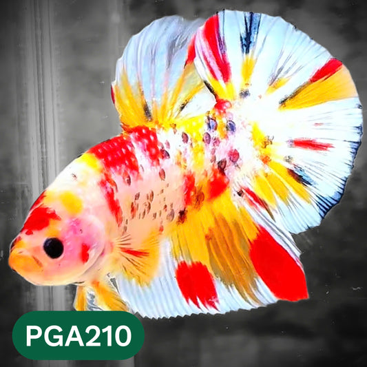 King Giant Plakat Male Betta Fish | You Pick Fish | High Grade