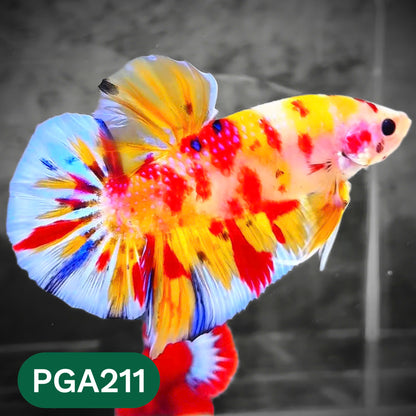 King Giant Plakat Male Betta Fish | You Pick Fish | High Grade