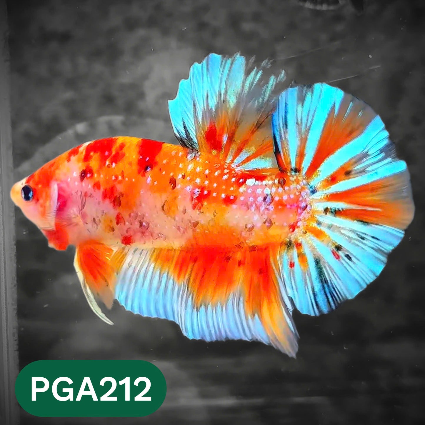 King Giant Plakat Male Betta Fish | You Pick Fish | High Grade