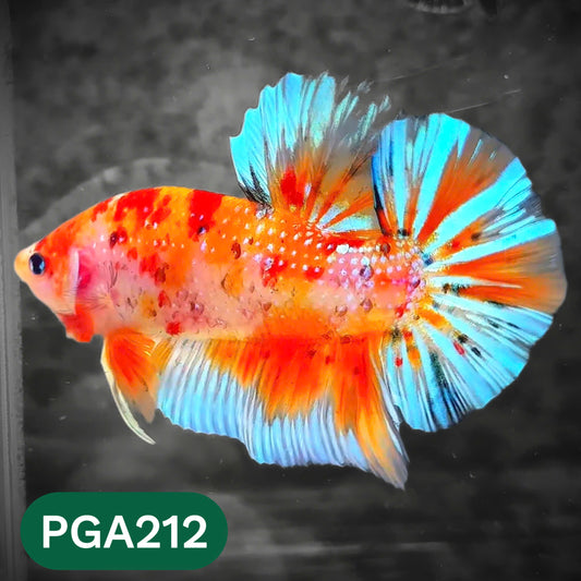 King Giant Plakat Male Betta Fish | You Pick Fish | High Grade