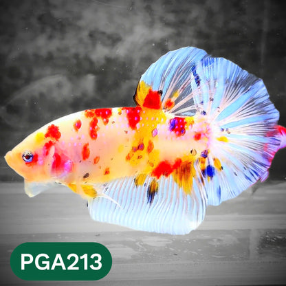 King Giant Plakat Male Betta Fish | You Pick Fish | High Grade