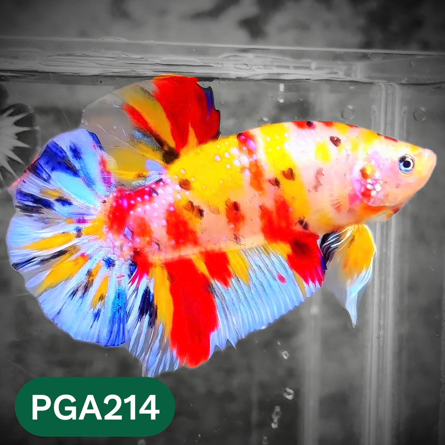 King Giant Plakat Male Betta Fish | You Pick Fish | High Grade