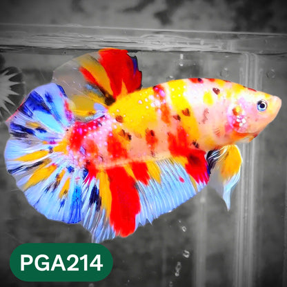 King Giant Plakat Male Betta Fish | You Pick Fish | High Grade