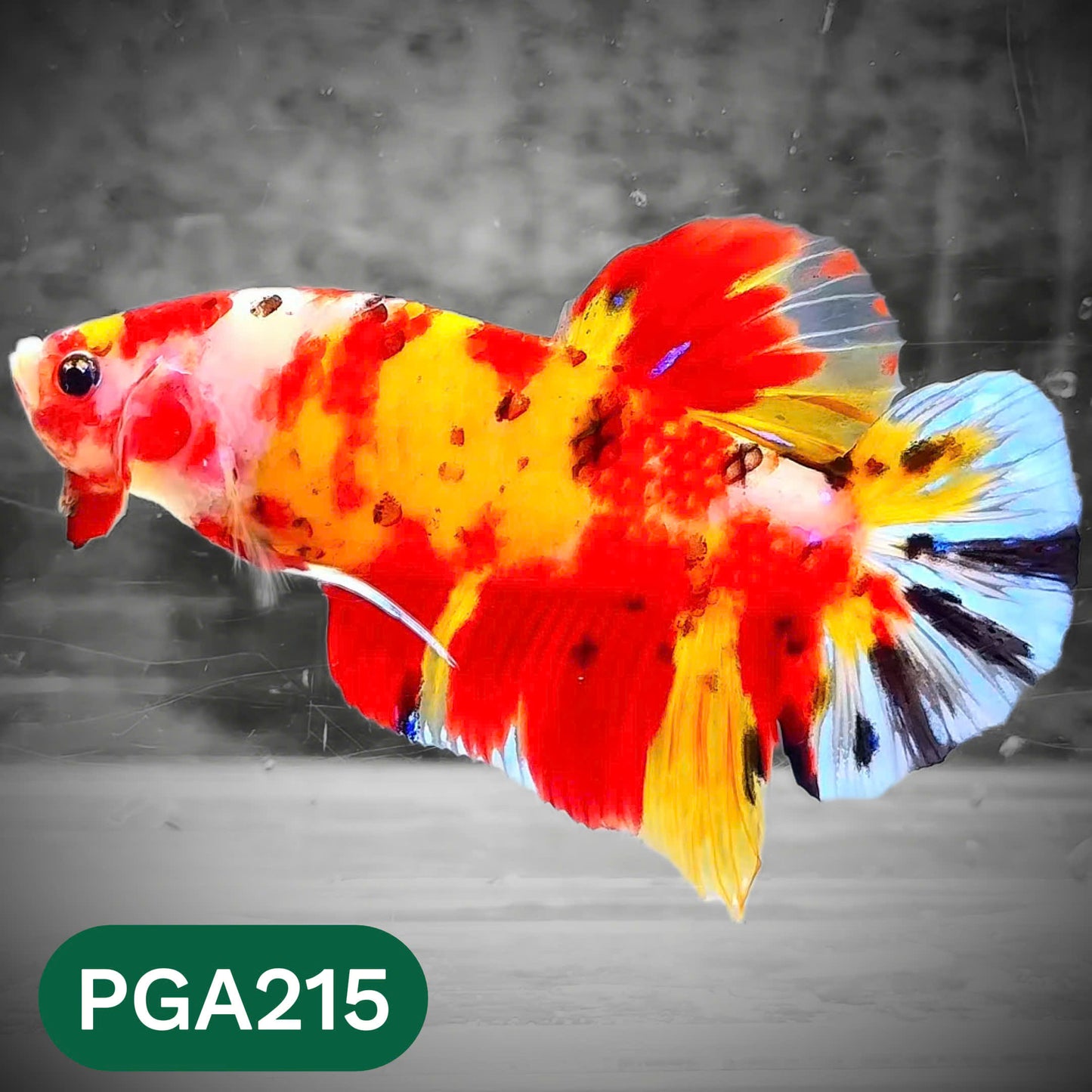 King Giant Plakat Male Betta Fish | You Pick Fish | High Grade