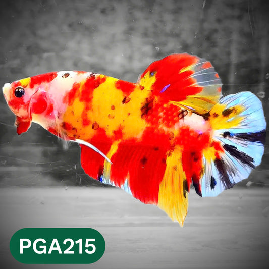 King Giant Plakat Male Betta Fish | You Pick Fish | High Grade