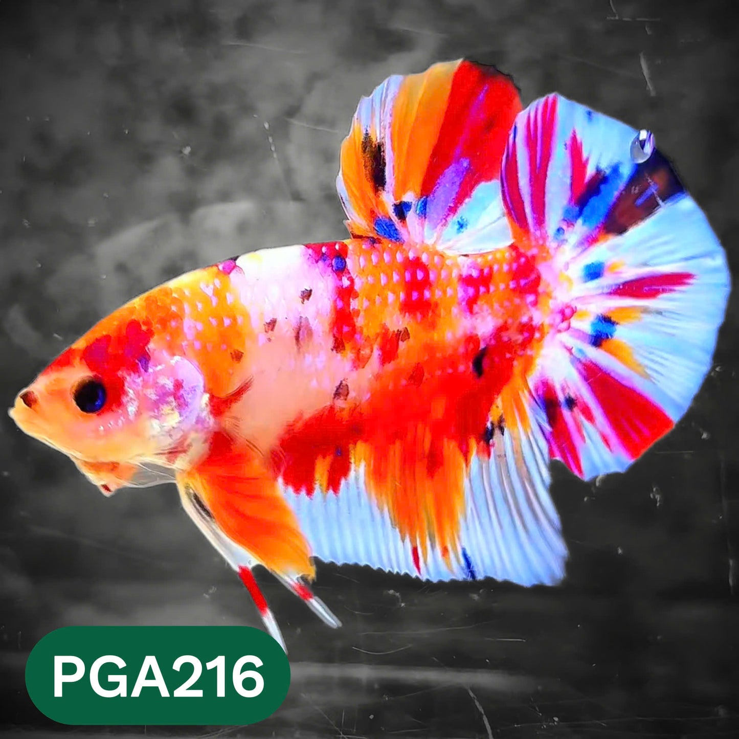 King Giant Plakat Male Betta Fish | You Pick Fish | High Grade