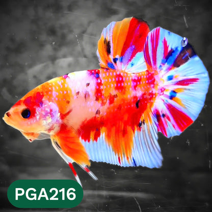 King Giant Plakat Male Betta Fish | You Pick Fish | High Grade
