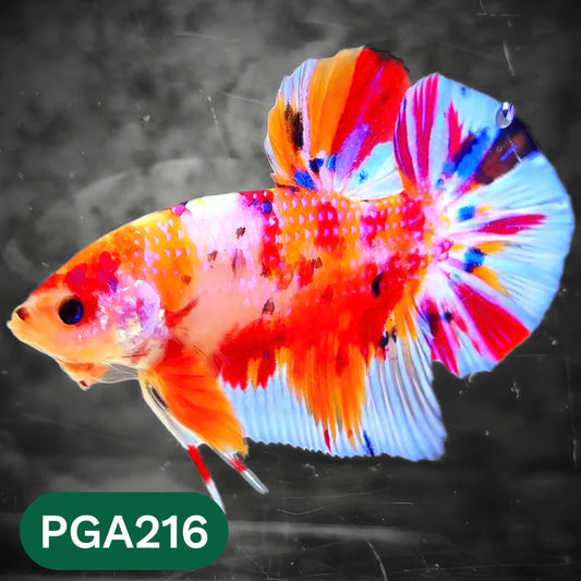King Giant Plakat Male Betta Fish | You Pick Fish | High Grade