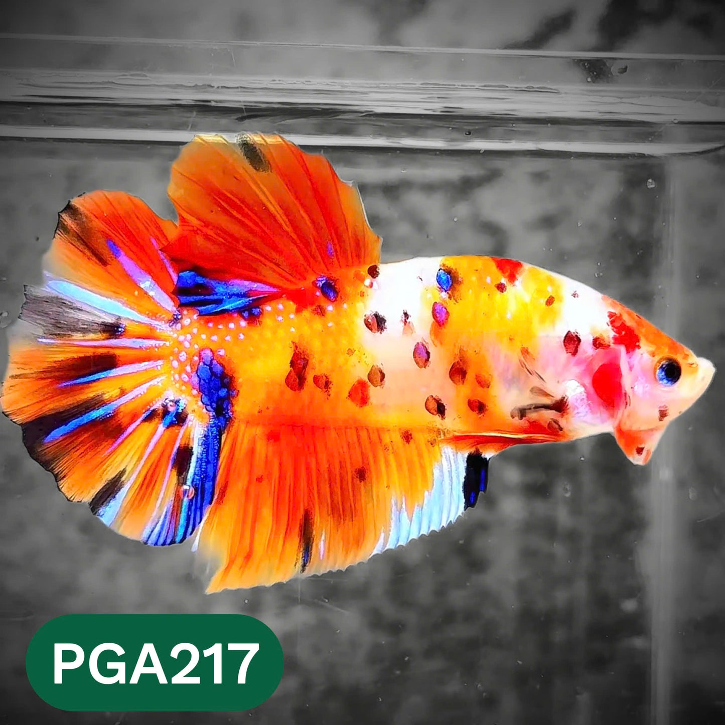 King Giant Plakat Male Betta Fish | You Pick Fish | High Grade