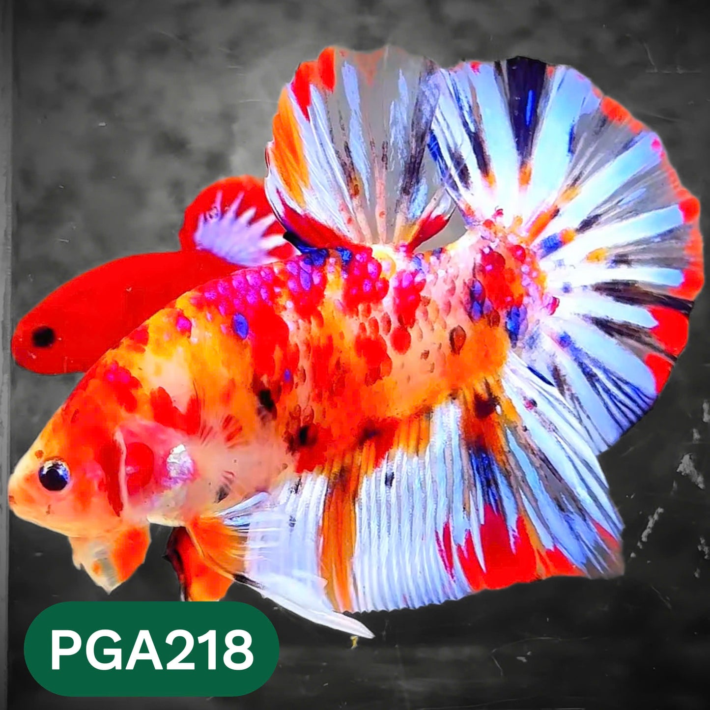 King Giant Plakat Male Betta Fish | You Pick Fish | High Grade
