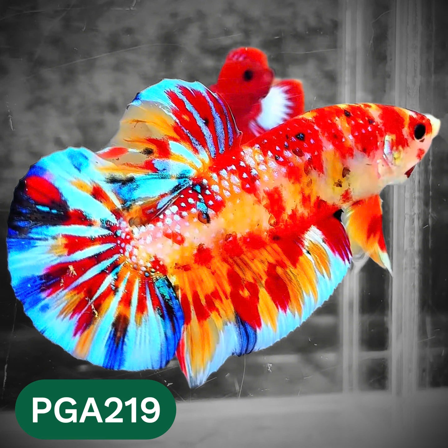 King Giant Plakat Male Betta Fish | You Pick Fish | High Grade