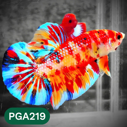 King Giant Plakat Male Betta Fish | You Pick Fish | High Grade