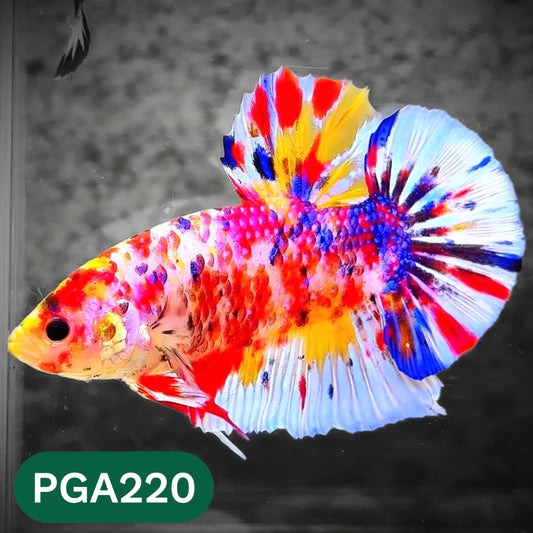 King Giant Plakat Male Betta Fish | You Pick Fish | High Grade