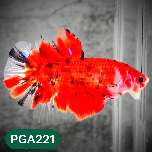 King Giant Plakat Male Betta Fish | You Pick Fish | High Grade