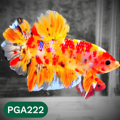 King Giant Plakat Male Betta Fish | You Pick Fish | High Grade