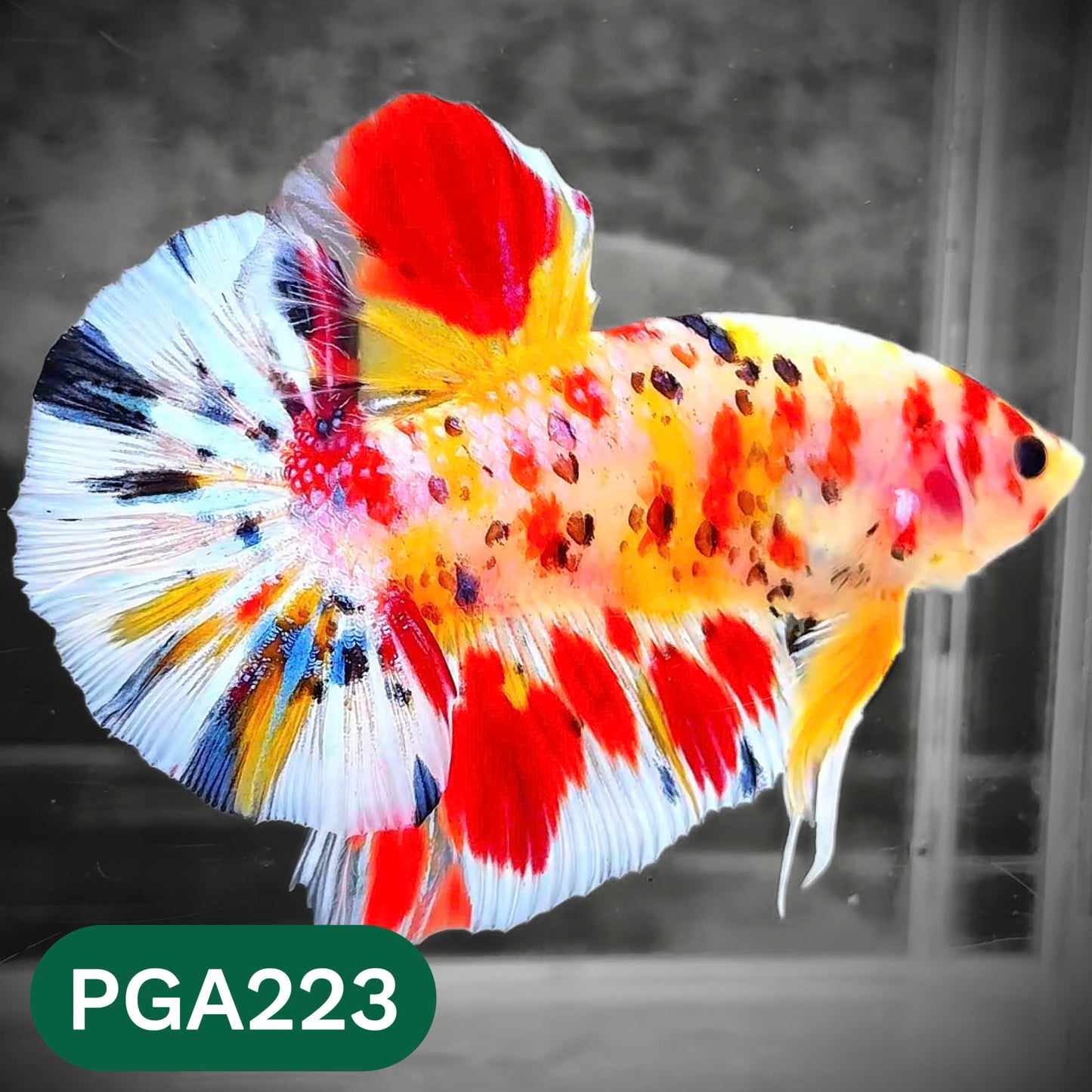 King Giant Plakat Male Betta Fish | You Pick Fish | High Grade