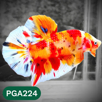 King Giant Plakat Male Betta Fish | You Pick Fish | High Grade
