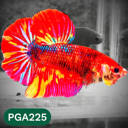 King Giant Plakat Male Betta Fish | You Pick Fish | High Grade
