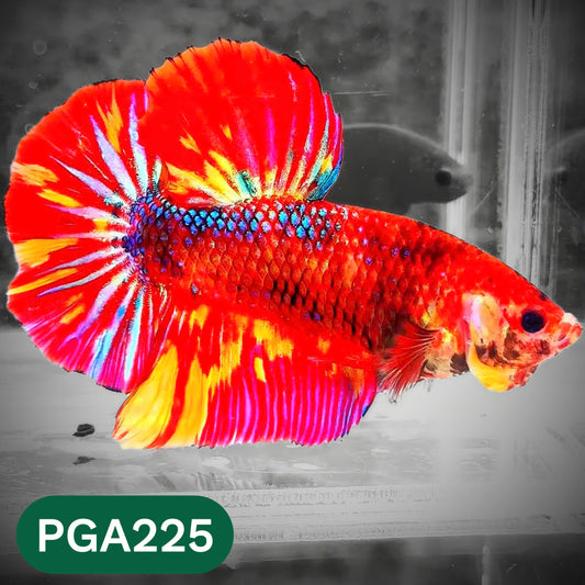 King Giant Plakat Male Betta Fish | You Pick Fish | High Grade