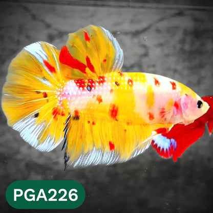 King Giant Plakat Male Betta Fish | You Pick Fish | High Grade