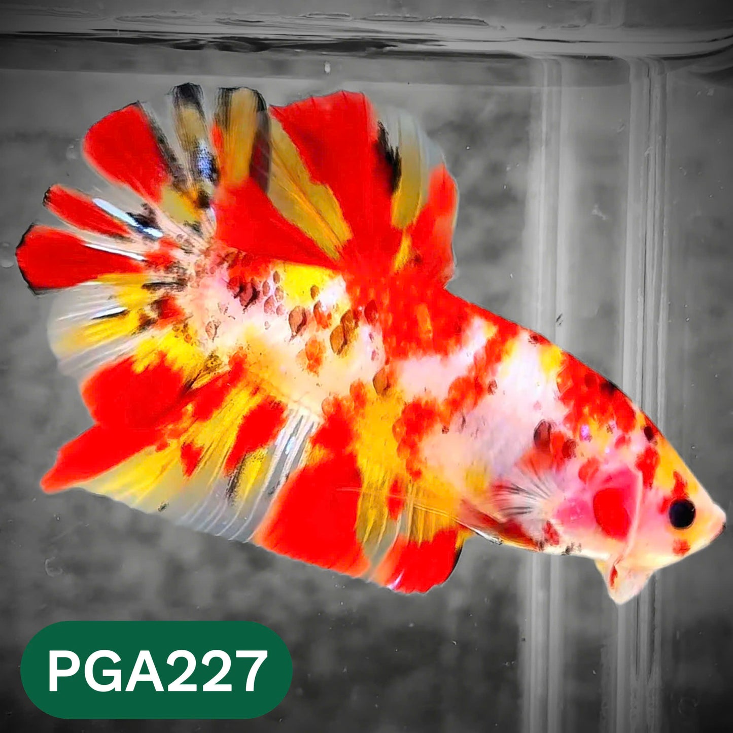 King Giant Plakat Male Betta Fish | You Pick Fish | High Grade