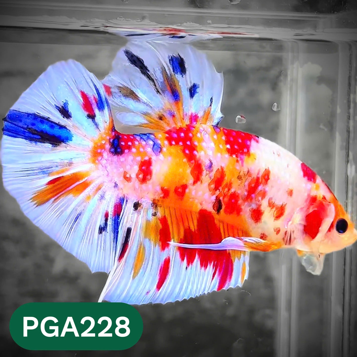 King Giant Plakat Male Betta Fish | You Pick Fish | High Grade