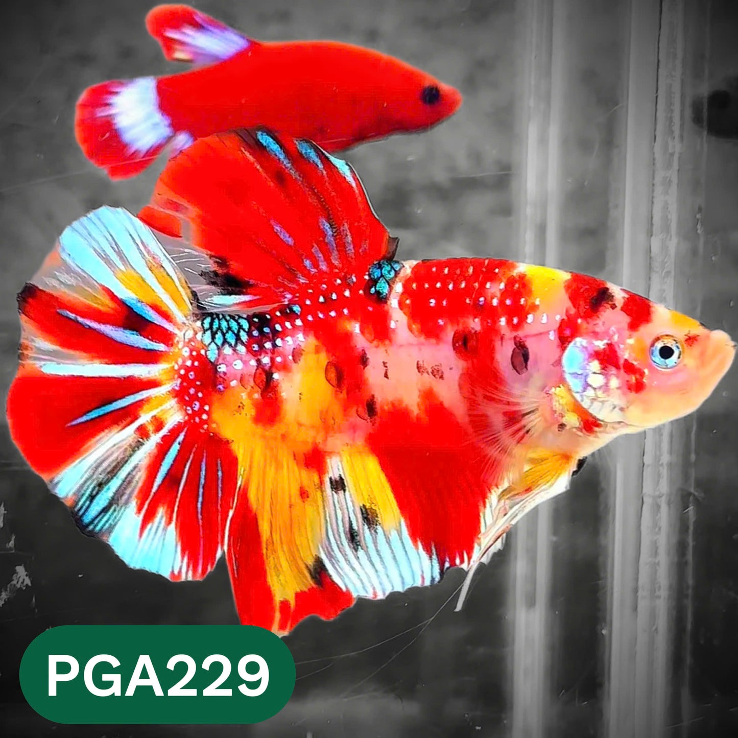 King Giant Plakat Male Betta Fish | You Pick Fish | High Grade