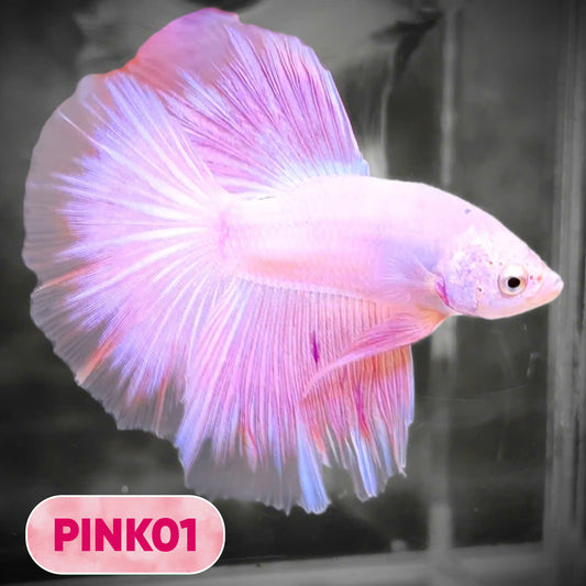 Pink Halfmoon Male Betta Fish | You Pick Fish | Order Directly From Farm