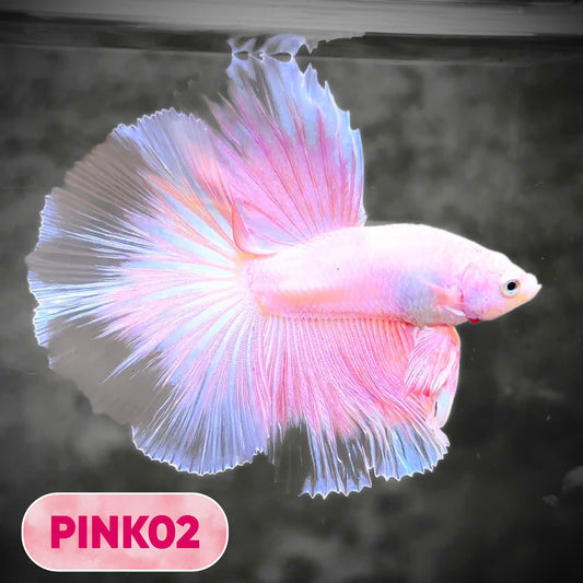 Pink Halfmoon Male Betta Fish | You Pick Fish | Order Directly From Farm