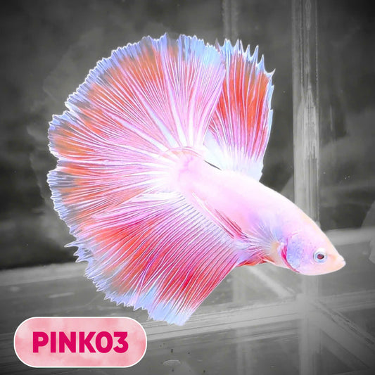 Pink Halfmoon Male Betta Fish | You Pick Fish | Order Directly From Farm