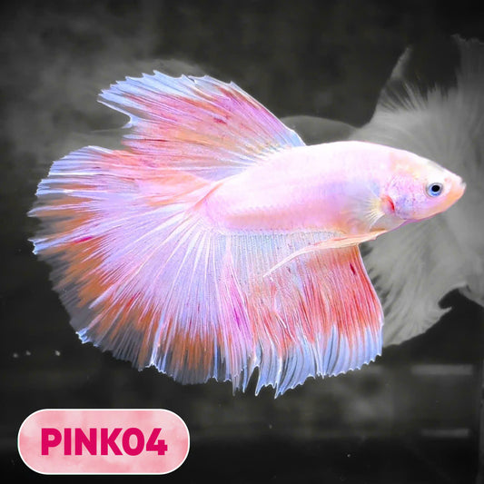 Pink Halfmoon Male Betta Fish | You Pick Fish | Order Directly From Farm