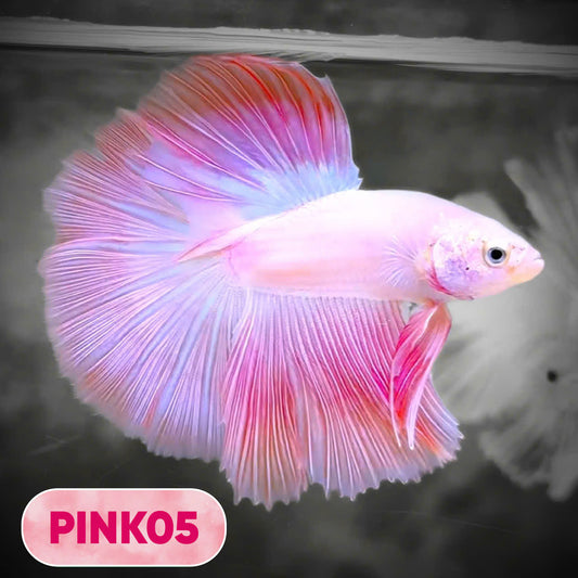 Pink Halfmoon Male Betta Fish | You Pick Fish | Order Directly From Farm