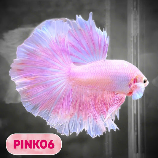 Pink Halfmoon Male Betta Fish | You Pick Fish | Order Directly From Farm