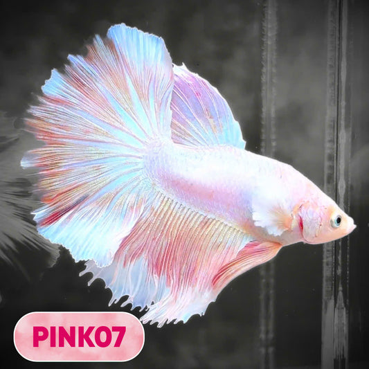 Pink Halfmoon Male Betta Fish | You Pick Fish | Order Directly From Farm