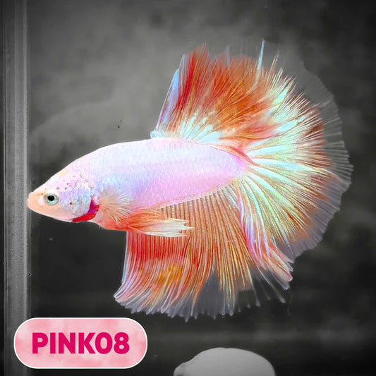 Pink Halfmoon Male Betta Fish | You Pick Fish | Order Directly From Farm