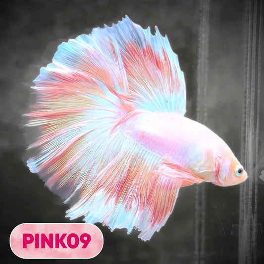 Pink Halfmoon Male Betta Fish | You Pick Fish | Order Directly From Farm