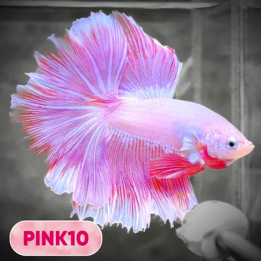 Pink Halfmoon Male Betta Fish | You Pick Fish | Order Directly From Farm