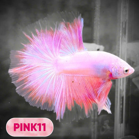 Pink Halfmoon Male Betta Fish | You Pick Fish | Order Directly From Farm