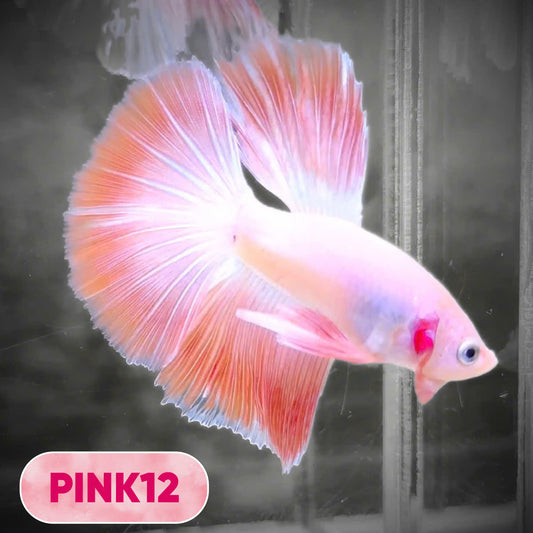 Pink Halfmoon Male Betta Fish | You Pick Fish | Order Directly From Farm