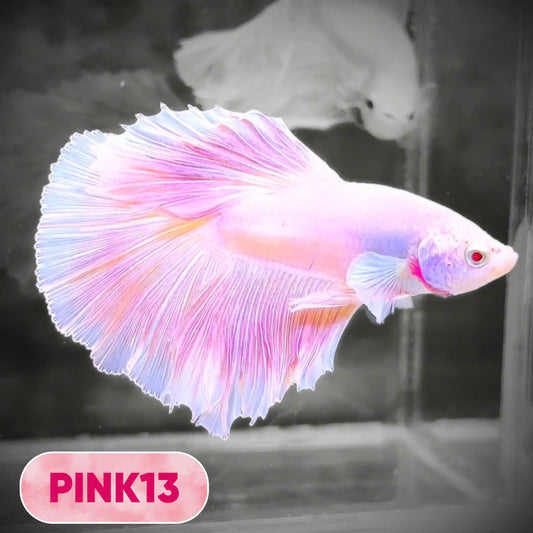 Pink Halfmoon Male Betta Fish | You Pick Fish | Order Directly From Farm