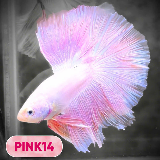Pink Halfmoon Male Betta Fish | You Pick Fish | Order Directly From Farm