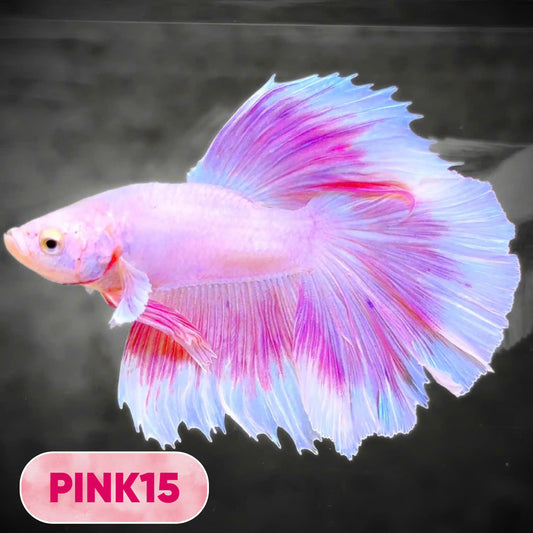 Pink Halfmoon Male Betta Fish | You Pick Fish | Order Directly From Farm