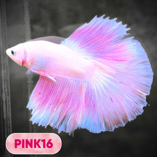 Pink Halfmoon Male Betta Fish | You Pick Fish | Order Directly From Farm