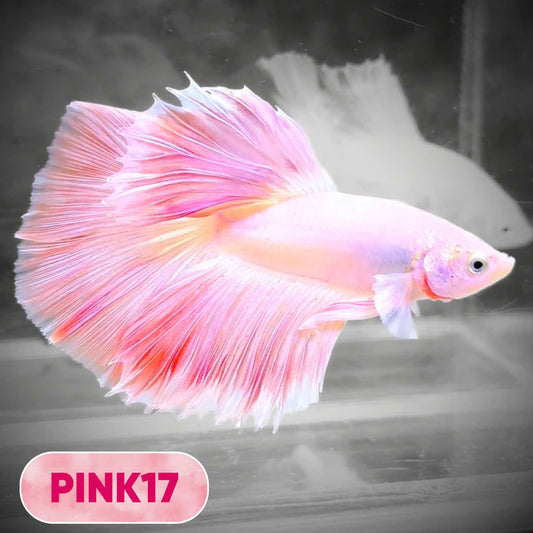 Pink Halfmoon Male Betta Fish | You Pick Fish | Order Directly From Farm