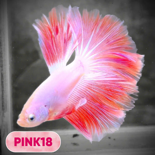 Pink Halfmoon Male Betta Fish | You Pick Fish | Order Directly From Farm