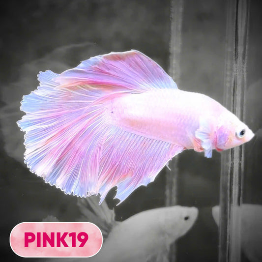 Pink Halfmoon Male Betta Fish | You Pick Fish | Order Directly From Farm