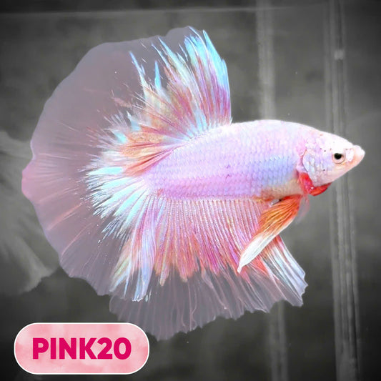 Pink Halfmoon Male Betta Fish | You Pick Fish | Order Directly From Farm