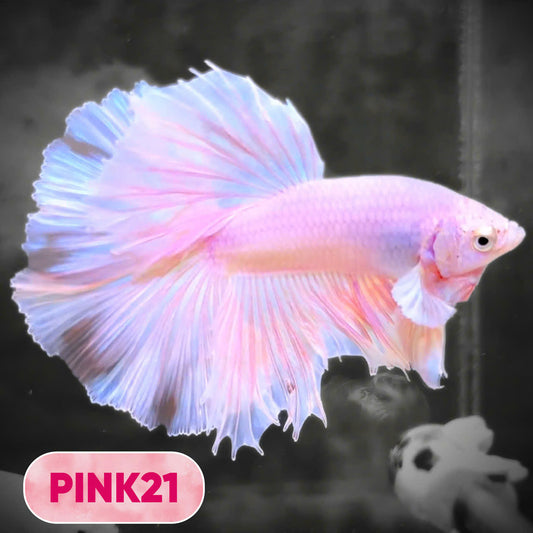 Pink Halfmoon Male Betta Fish | You Pick Fish | Order Directly From Farm